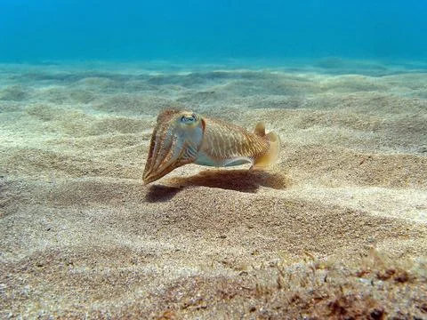 Cuttlefish on the sand Stock Photos
