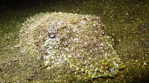 Cuttlefish on the sandy seabed waiting for supper Video stock 83778124