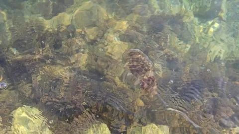 Cuttlefish in the sea Foto stock