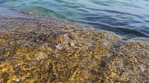 Cuttlefish in seawater Stock Photos