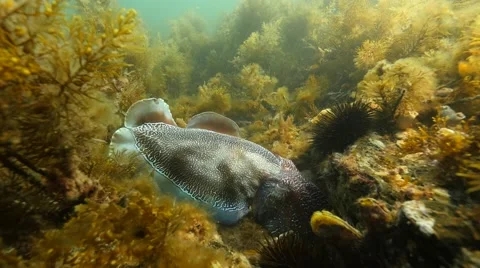 Cuttlefish in seaweed displaying pattern Stock Footage 65297734