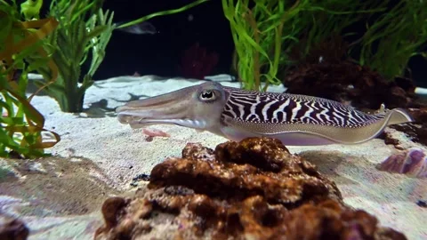 Cuttlefish  - Sepia Stock Footage 266594528