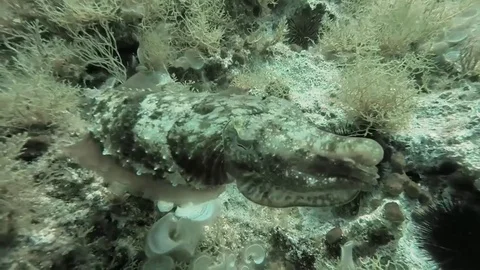 Cuttlefish (Sepia officinalis) 스톡 동영상 70806344