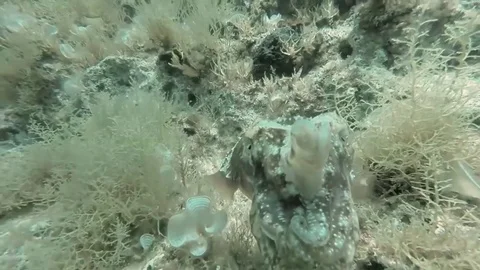 Cuttlefish (Sepia officinalis) 스톡 동영상 70806648