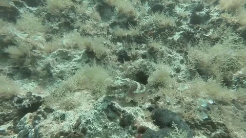 Cuttlefish (Sepia officinalis) 스톡 동영상 70806856