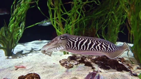Cuttlefish  - Sepia officinalis Stock Footage 266595513
