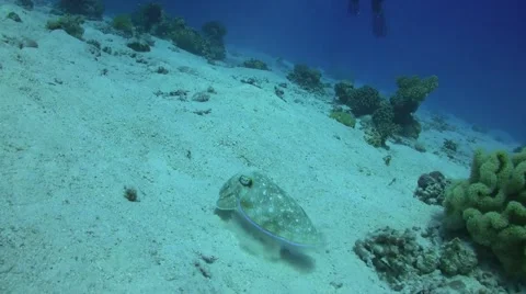 Cuttlefish - Sepia prashadi Stock Footage 63296616