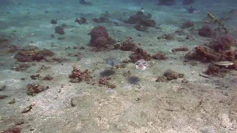 Cuttlefish Shooting Ink Defense Mechanism – Manado, Indonesia Stock Footage 80452205