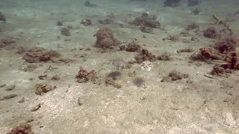 Cuttlefish, shooting ink on sea bottom of Manado, Indonesia Stock Footage