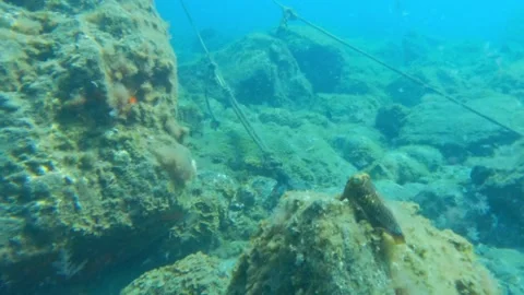 Cuttlefish Sitting On A Rock In The Ocean Stock Footage 223684179