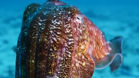 Cuttlefish Slow-mo || Closeup of a cuttlefish Stock Footage 149965137