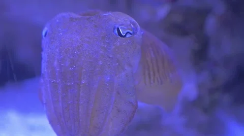 Cuttlefish in Slow-motion Stock Footage 48382157