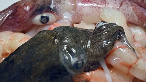 Cuttlefish squid prawns close up rotating Stock Footage 104987875