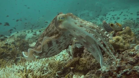 Cuttlefish stops laying eggs and retracts long tentacles Video stock 71231344