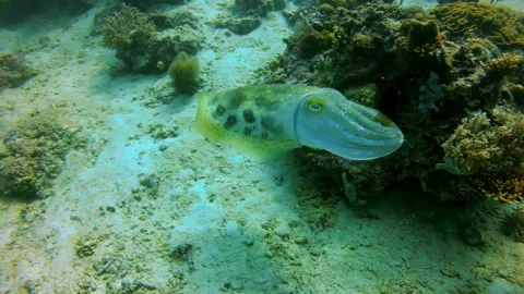 Cuttlefish Swimming and Camouflaging Over a Coral Reef Stock Footage 346346177