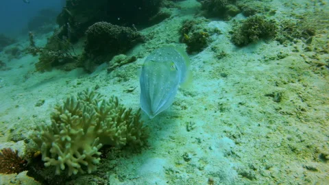 Cuttlefish Swimming and Displaying Camouflage on a Coral Reef Stock Footage 346345487