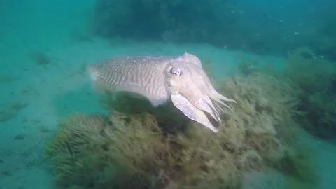 Cuttlefish swimming away slow motion Stock Footage 72717060
