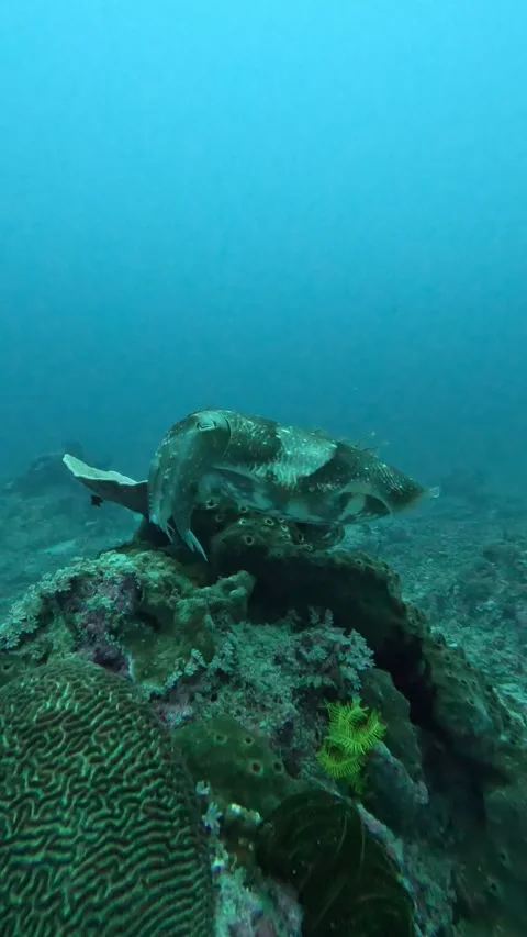 Cuttlefish swimming back and forth Stock Footage 286377020