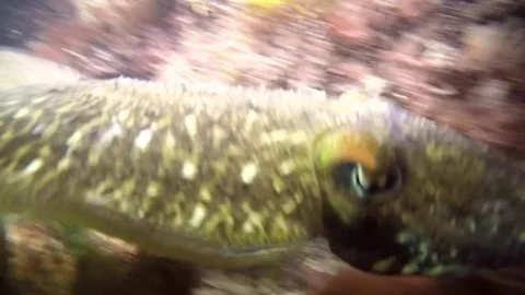 Cuttlefish swimming close to diver Stock Footage 72716794