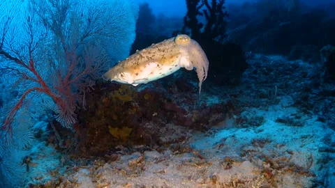 Cuttlefish swimming over the bottom of the ocean among corals Stock Footage 130236577