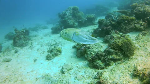 Cuttlefish Swimming Over Coral Reef and Sandy Bottom Stock Footage 346346023