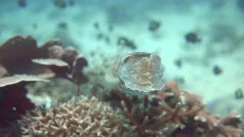 Cuttlefish swimming over coral with tiny fish. Видео 159204222