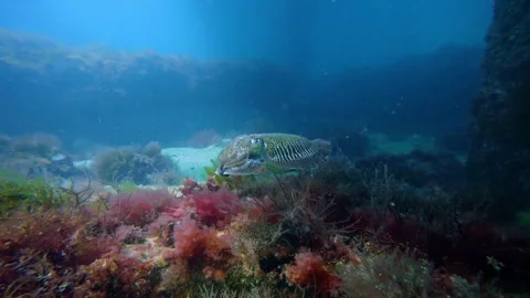 Cuttlefish Swimming Over Marine Algae Reef at Swanage Pier, 4K Slow Motion 库存影片 340588453