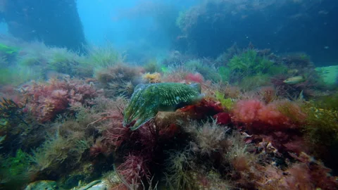 Cuttlefish Swimming Over Red Algae Underwater at Swanage Pier 4K Slow Motion 库存影片 340588291