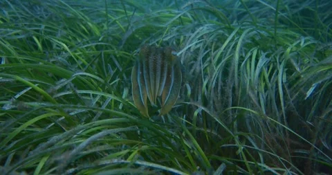 Cuttlefish Swimming Over The Seaweed Stock Footage 330983949