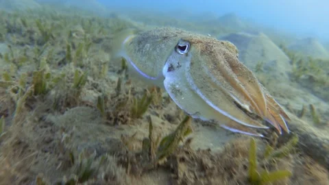 Cuttlefish swimming in the sea, close up Stock Footage 169808401