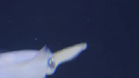 Cuttlefish Swimming Underwater Stock Footage 71357600