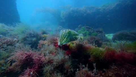 Cuttlefish Swimming Underwater Near Reef in Slow Motion at Swanage Pier Stock Footage 340588317