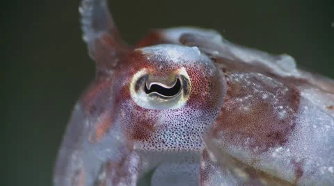 CuttleFish Swims Away Stock Footage 12234408