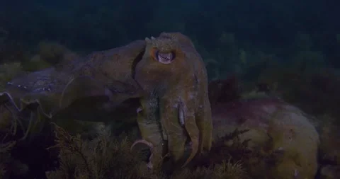 Cuttlefish Swims Gently Toward The Camera Stock Footage 318076839
