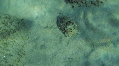 A cuttlefish swims undersea in Greece 스톡 동영상 68044845