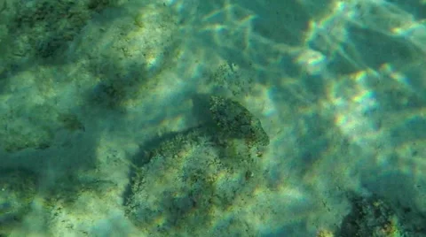 A cuttlefish swims undersea in Greece Vidéo 68044872