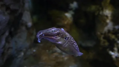 Cuttlefish Tabby Squid Closeup Squid In Water Slow Motion Video stock 235457270