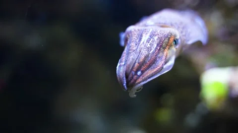 Cuttlefish Tabby Squid Closeup Squid In Water Slow Motion Video stock 235572801