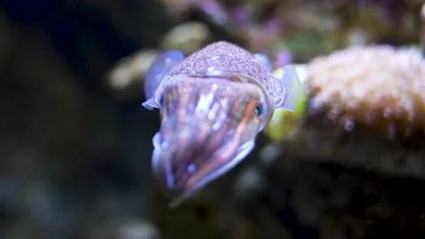 Cuttlefish Tabby Squid Closeup Squid In Water Slow Motion Video stock 235580867