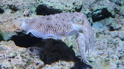Cuttlefish in tank Stock Footage 31980766