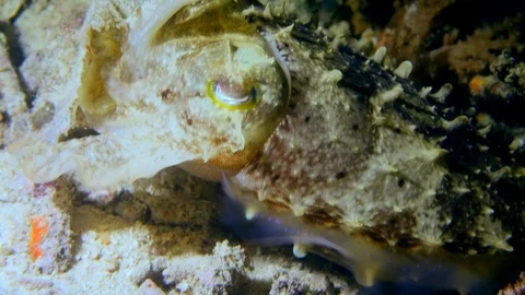 Cuttlefish with two tentacles up hiding between coral Video stock 112453051