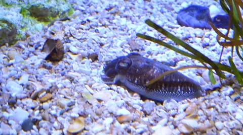 Cuttlefish Underwater Stock Footage 43035403