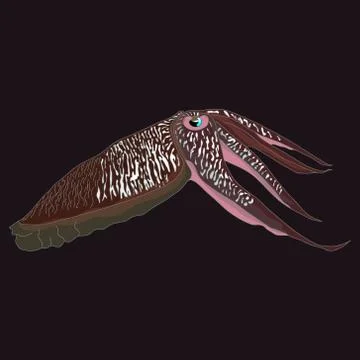 Cuttlefish vector drawing on black. Ilustración de archivo
