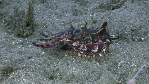 A cuttlefish walking along the seabed Stock Footage 340678202