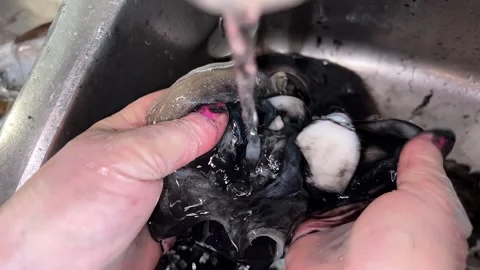 Cuttlefish is washed under tap Video stock 221638705