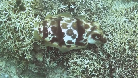 Cuttlefish when laying eggs- sepia - Tintenfisch 5 Video stock 102953613