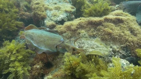 Cuttles mating Vidéo 52696504