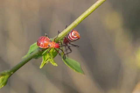 Cutton stainers Stock Photos