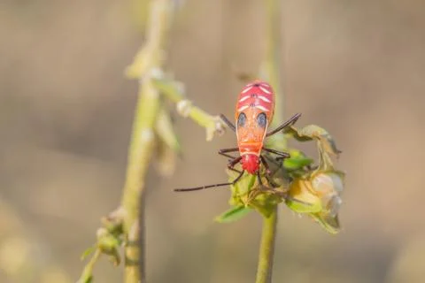 Cutton stainers Stock Photos