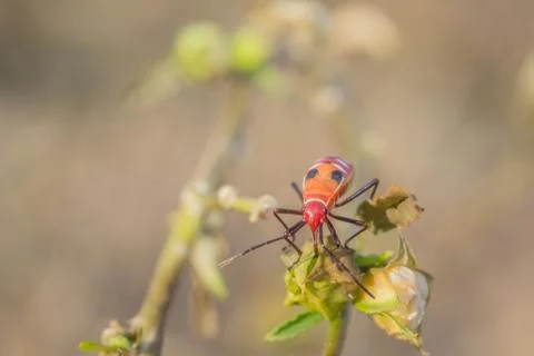 Cutton stainers Stock Photos